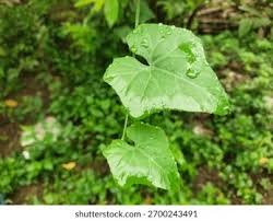 Image result for Zehneria