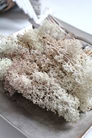 14 Euro 100g 20g Packung Echtes Handgeerntetes Skandinavisches Moos Farbe Natur Islandmoos Rentiermoos Floristik Deko Basteln Vintage Coconut Coconut Flakes Sugar Scrub