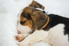 They may sleep a lot, may want to be cuddled all the time, they may cry, or they may want to be left alone and pout. How Much Sleep Should A Beagle Have Embora Pets