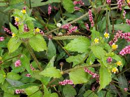 Image result for Galinsoga parviflora