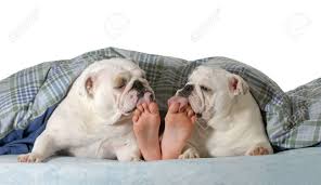 Last post 29 aug 08, 14:08: Hund Im Bett Zwei Englisch Bulldogge Lecken Zehen Kind Isoliert Auf Weiss Lizenzfreie Fotos Bilder Und Stock Fotografie Image 25631094