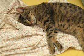 Tabby Cat Facts