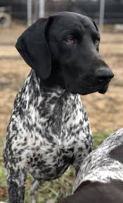 The german shorthaired pointer is a noble dog that comes from a hunting background. 2 Year Old Cole Black And White German Shorthair Pointer German Shorthaired Pointer Dog Gsp Puppies German Shorthair