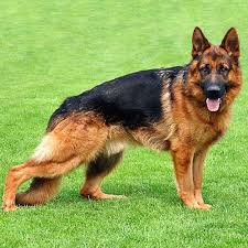 Find the perfect alsatian dog stock photo. These Lovable And Loyal Breeds Are Some Of The Most Protective Dogs On The Planet German Shepherd Dogs Shepherd Dog German Shepherd