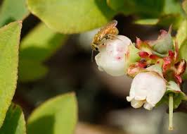 Image result for Isoglossa laxiflora