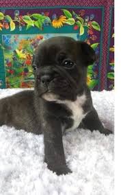 Overall service was excellent and we are very happy with our puppy. French Bulldog Puppy For Sale Adoption Rescue For Sale In Pleasanton Texas Classified Americanlisted Com