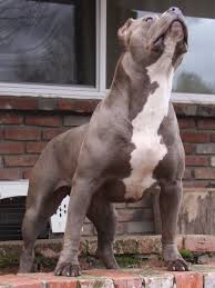 Thinking about breeding your dog? 65 Cho Bull Y TÆ°á»Ÿng Trong 2021 Cho Bull Pitbull Terrier Cho Pitbull