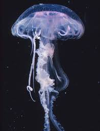 Are Jellyfish Populations Increasing Beautiful Sea Creatures Ocean Creatures Jellyfish