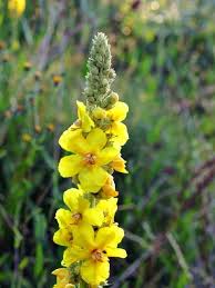 Konigskerzen Blickfang Im Beet Konigskerze Garten Pflanzen Blumen Stauden