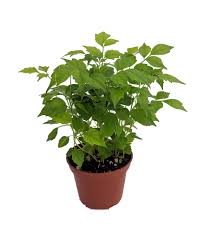 A guide to growing maranta inside. China Doll Plant Radermachera Sinica Easy House Plant 2 5 Pot Walmart Com Walmart Com