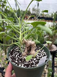 Image result for Senecio oxyriifolius