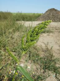 Image result for Echinochloa utilis