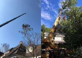 Maybe you would like to learn more about one of these? Maribito Tree Service Tree Service Georgetown Ma Tree Removal Georgetown Ma Maribito Tree Service