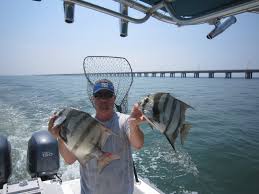 Fish Species Of The Chesapeake Bay Finao Sportfishing