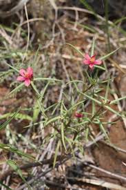 Image result for Portulaca kermesina
