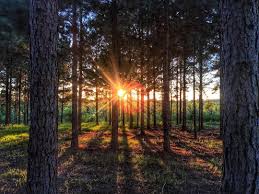 Birds Of East Texas Piney Woods Happy Monday From The Beautiful Pineywoods Of East Texas Hope Y All Have A Great Week Many Thanks To Photog Lauren Kerley Tx Forest Trail Forest Instagram