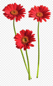 Gerbera Flower Png High Quality Image Daisy Flower Png Transparent Png Vhv Suluboya resim çiçek, suluboya çiçek, beyaz ve turuncu çiçekler, suluboya yaprakları, çiçek düzenleme, yapay çiçek png. gerbera flower png high quality image