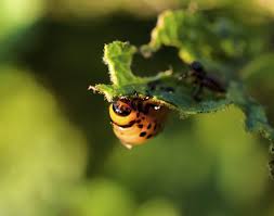 Take a look at how an oregon cottage's homemade garlic mint garden insect spray helped her garden! Organic Pest Control How To Make Natural Pesticides