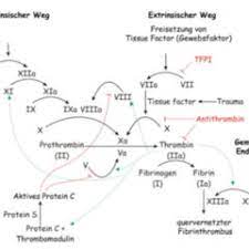 Oder suchst du ein anderes wort wie synonyme und umschreibungen? Intrinsisch Doccheck Flexikon