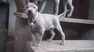My pet bobbie has given birth to 12 beautiful puppies, 7 dogs and 5 girls. Thai Ridgeback Puppy Billy Wharton Is For Sale Youtube