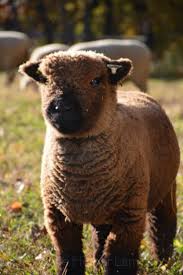 Babydoll Southdown Lamb Frappe Babydoll Sheep Cute Sheep Cute Cats And Dogs