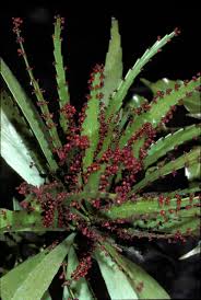 Image result for Phyllanthus polyanthus