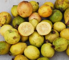 Image result for Psidium guajava