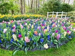 Bulbs 101 When How To Plant Flower Bulbs Garden Design In 2020 Flower Bulbs Garden Spring Bulbs Garden Bulbs Garden Design