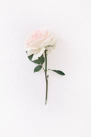 From rose wallpaper aesthetic to beautiful valentine's day rose wallpapers and rose wallpaper photography. Aesthetic White Rose Wallpaper Iphone Novocom Top