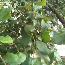 Manfaat daun bidara dan cara menggunakannya 30 manfaat daun bidara manfaat daun bidara arab dan cara menggunakannya bahaya daun bidara gambar daun bidara pohon bidara arab asli cara menggunakan daun bidara untuk mandi efek samping minum rebusan daun. Jual Daun Bidara India Putsa India 200gr Kota Bogor Velin Shop Tokopedia