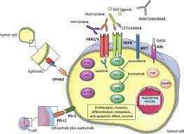 Facing a diagnosis of cancer in your 20s or 30s? Resistance To Anti Epidermal Growth Factor Receptor In Metastatic Colorectal Cancer What Does Still Need To Be Addressed Cancer Treatment Reviews