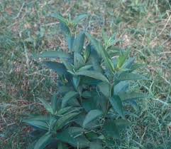 New York Ironweed // Mizzou WeedID