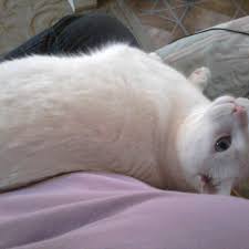 Cats shed more in spring and autumn, so it's important to keep up that grooming routine, black says. Maintenance Of Long Haired Vs Short Haired Cats Pethelpful