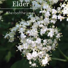 Check spelling or type a new query. Elder Herb Of The Week Commonwealth Holistic Herbalism