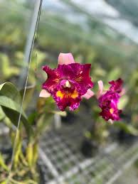 Image result for Rhipidoglossum globulosocalcaratum