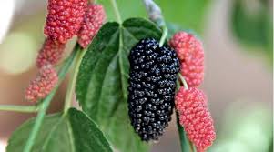 The spiky fruits that it drops can sometimes cause problems. Types Of Red Berries That Grow On Trees Or Shrubs Identification Guide