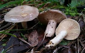 Image result for Lactarius mutabilis