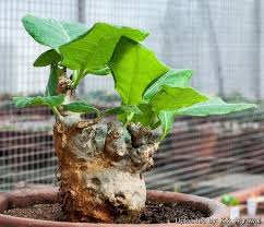 Image result for Fockea multiflora