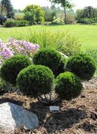 Juniper mint julep (mint julep) is among the stunted evergreen shrubs. Jim Whiting Nursery And Garden Center In Rochester Mn Landscaping Plants Garden Center Plants