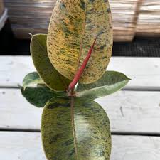 Image result for Ficus elastica