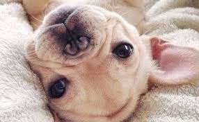 French bulldog puppies northern michigan. 22 Times French Bulldog Puppies Were Just The Cutest Society19