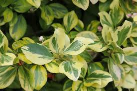 Image result for Euonymus fortunei