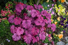They are here to remind us how beautiful nature can be, but they are also a great choice if you want to give someone a gift. 11 Stunning Flowers That Start With C With Pictures Trees Com