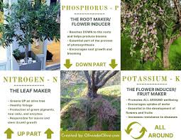 Olive trees are admired by many based on their structural beauty. 5 Best Fertilizers For Olive Trees In Pots