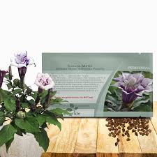 Image result for Datura