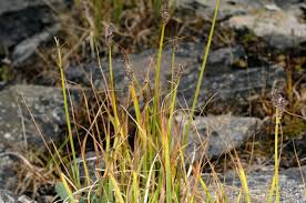 Image result for Carex johnstonii