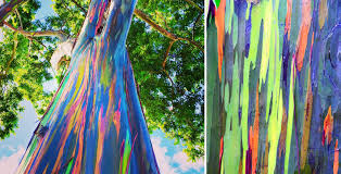 We did not find results for: Incredible Photos Reveal Rainbow Eucalyptus Trees Make Living Art As They Shed Bark