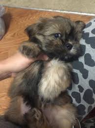 We did not find results for: Amazing Shih Tzu Puppies For Sale In Denver Colorado Classified Americanlisted Com
