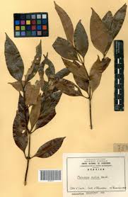 Image result for Pleiocarpa