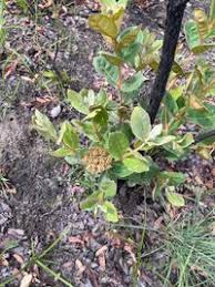 Image result for Psorospermum febrifugum